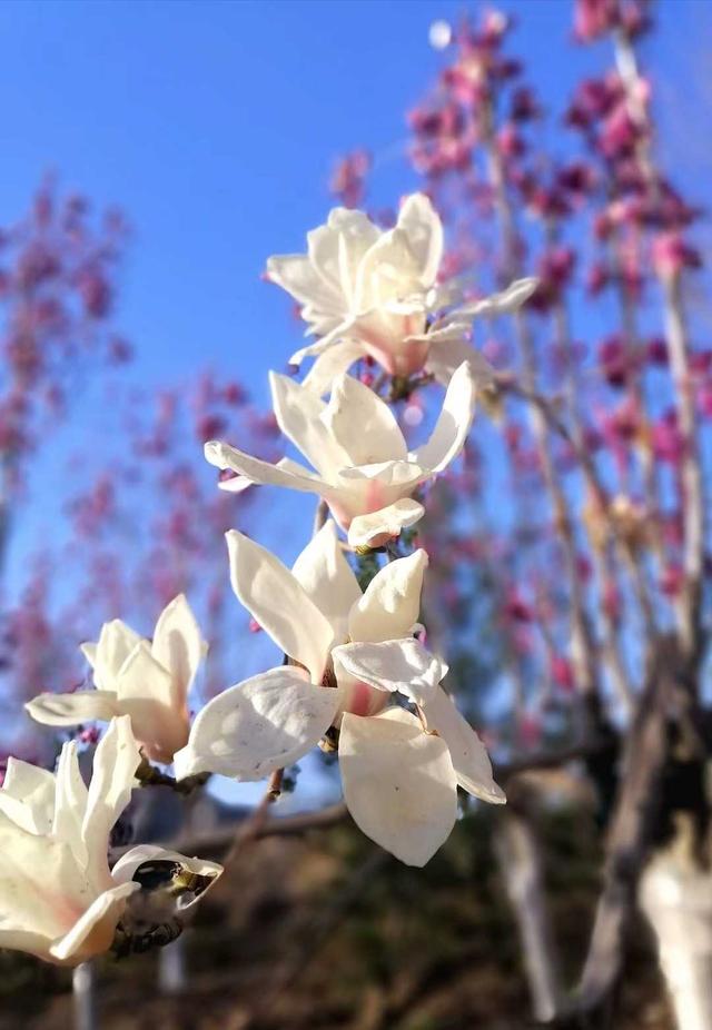 鸢尾花花语