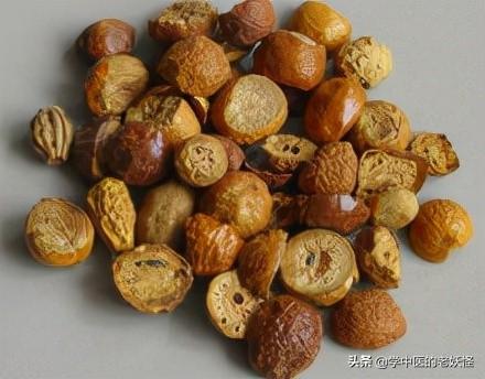 每日一味中药——川楝子