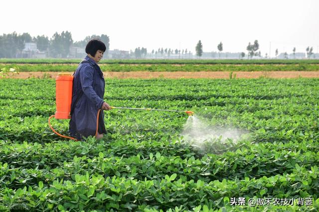 花生开花下针期如何管理才能更高产？抓好这4点9