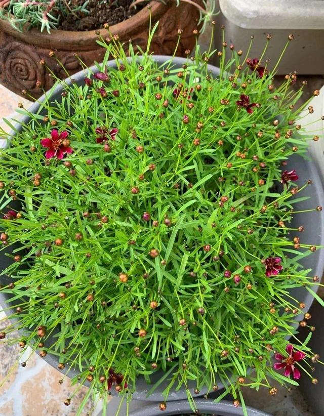 金鸡菊 金鸡菊（金鸡菊花期） 生活