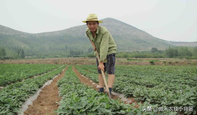 花生开花下针期如何管理才能更高产？抓好这4点11