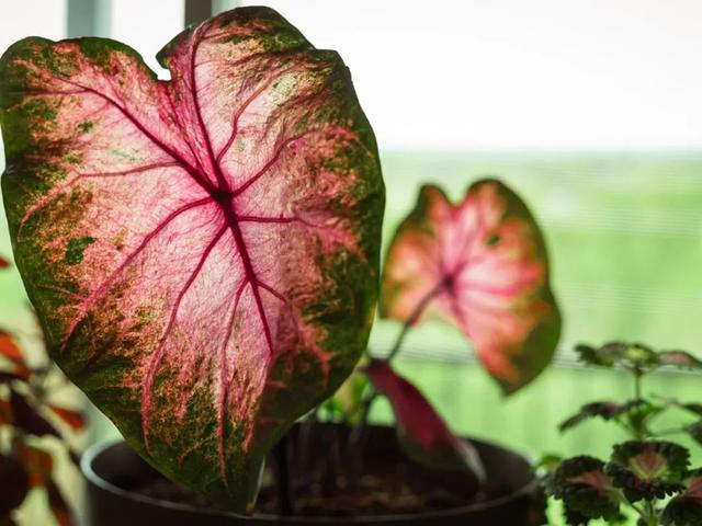 花叶芋 花叶芋（花叶玉蝉） 生活