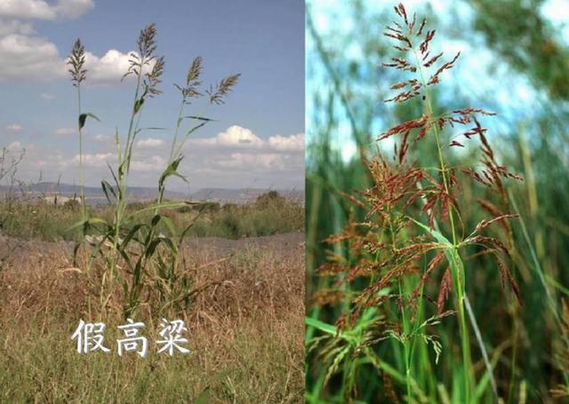 16种入侵植物，正悄悄破坏我们的环境，见了连根拔掉，留着是祸害27