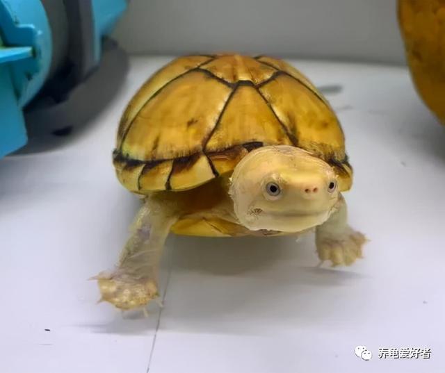 如何制作乌龟的过滤机