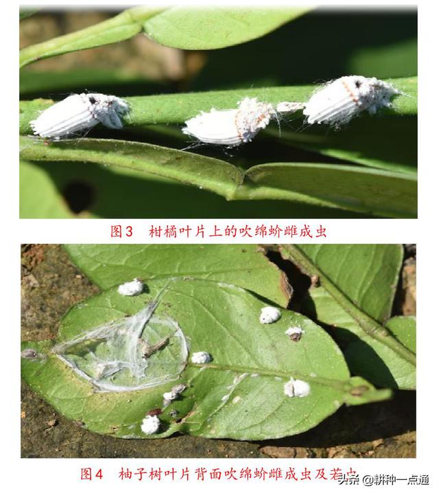 柚子叶片上有许多一团团白色棉团状的东西，其实这东西是吹绵蚧3