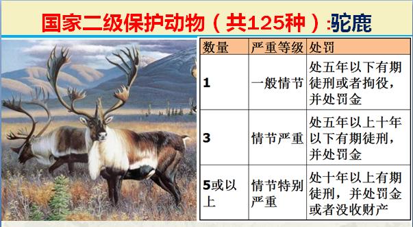 国家二级保护动物