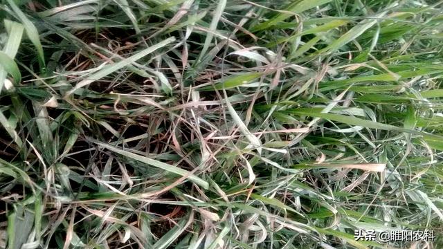 这几种麦田除草剂最容易发生药害，春节后使用一定要当心
