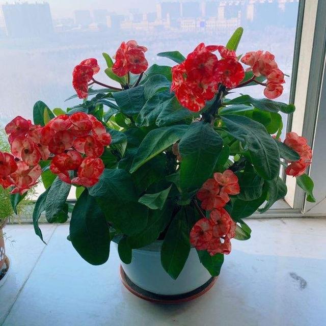 花期长好看又好养的花