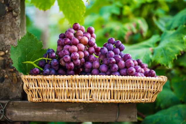 秋季：宜吃果，忌吃瓜，5种“果”经常吃，或能健脾、补气血