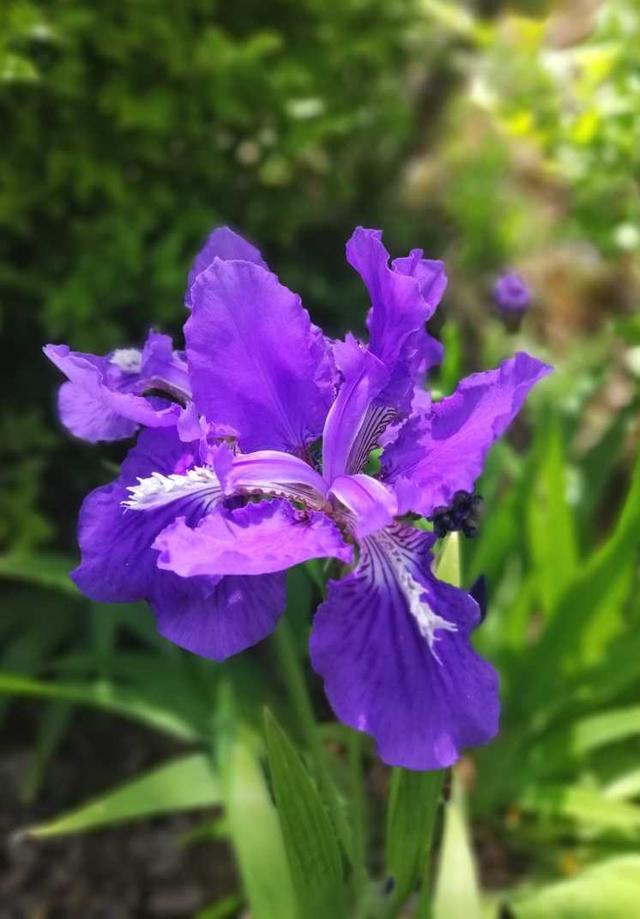 鸢尾花花语,寓意单纯的幸福的白花鸢尾怎么拍(蓝色鸢尾花花语)