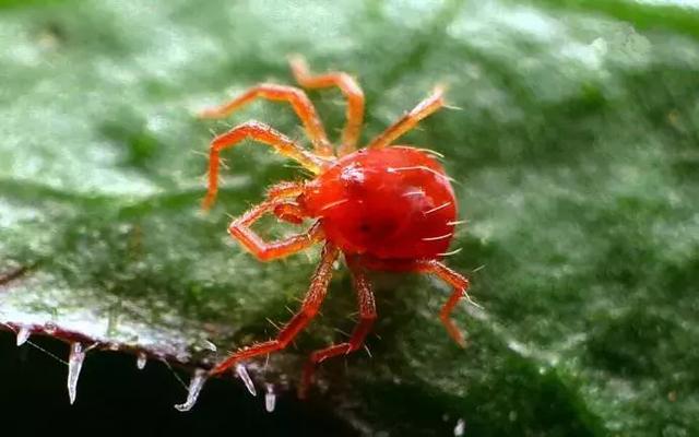 这个药是防治蚜虫、红蜘蛛、钻心虫、甜菜夜蛾等害虫特效药！2