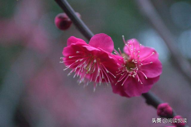 梅花的精神 梅花的精神（梅花的精神和品质） 科普