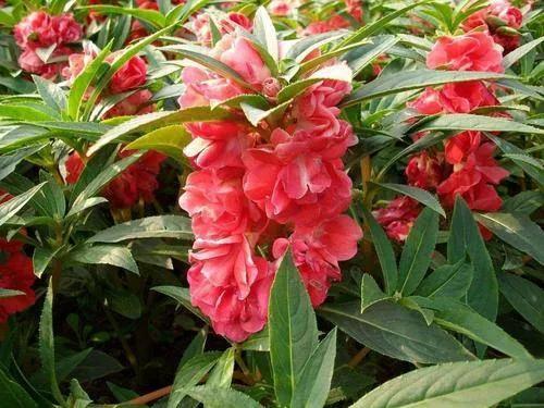 草木本能启示丨适当时机，把窝在家里的孩子“踢”出去