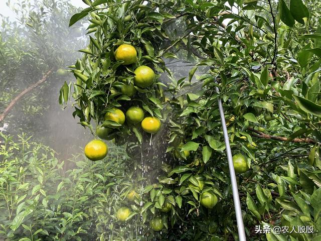 柑橘年前1道药，关键究竟有多重？不要套完袋了还没有做2