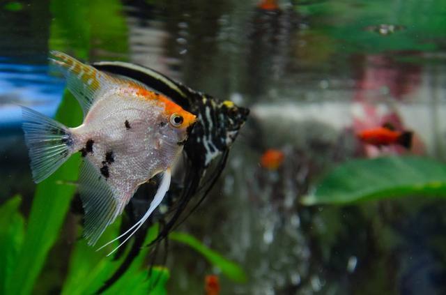 神仙魚的習性和飼養,神仙魚,你們認識嗎