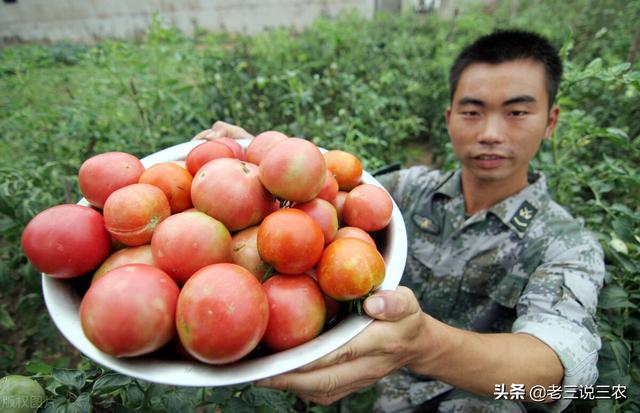 一招通用！西红柿、茄子、黄瓜、西葫芦 喷药秘方！吃不完、卖不完6