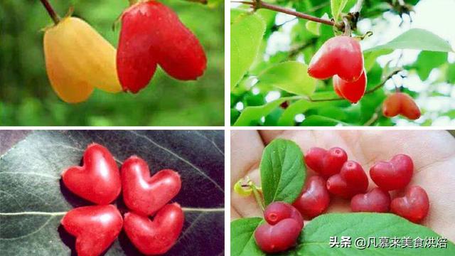 水果有哪些 水果有哪些（水果有哪些形状） 生活