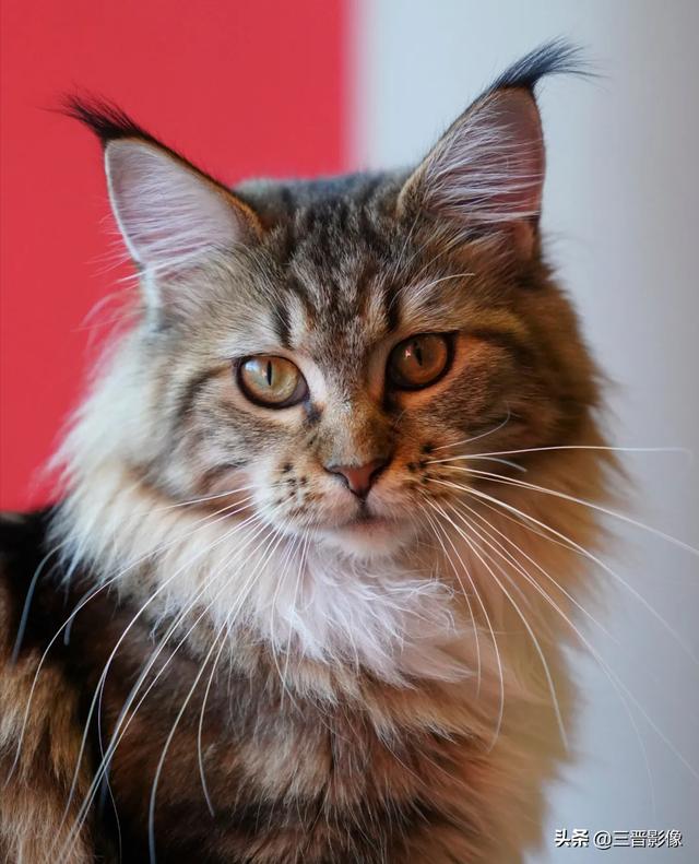 宠物猫照片直出谈宠物摄影的参数设置及索尼的相机的画质与色彩- 今日热点