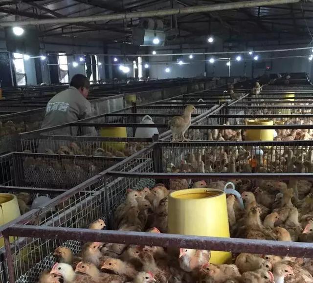 鸡皮肤是绝症么