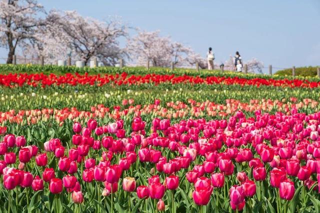 花卉市场