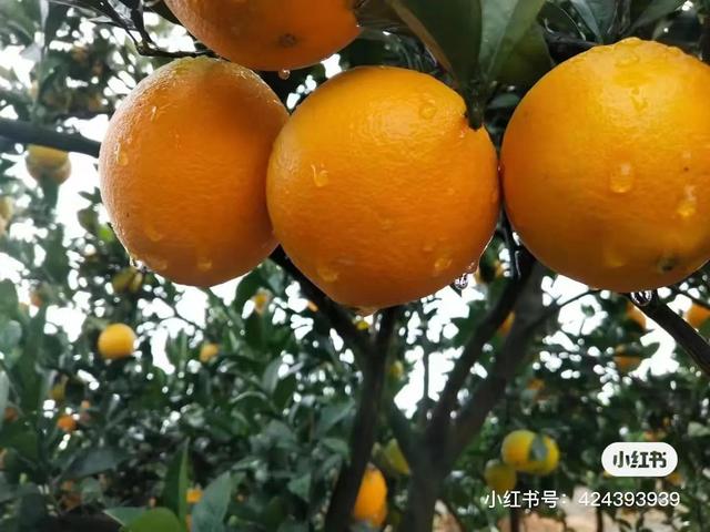 赣南脐橙自家果园满满的维C这个冬天缺少不了的天然维生素