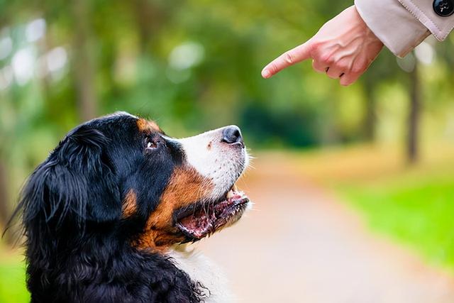 狗狗老是发出咕咕声怎么回事(狗狗肚子有流水声咕咕响)-艾拉狗狗乐园