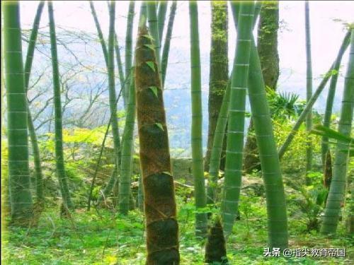 野火烧不尽的意思