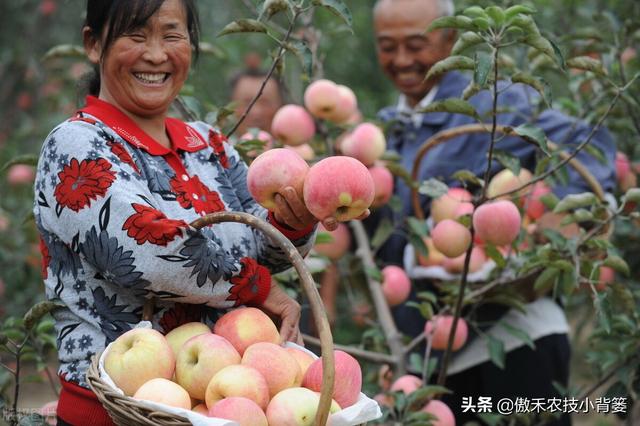 要使果树果实膨大好，除了增施钾肥以外这些营养元素要补好2