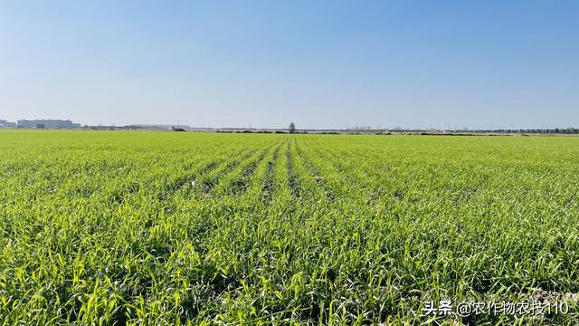 剧烈降温前，小麦、油菜能除草吗？又该怎么管理呢？2