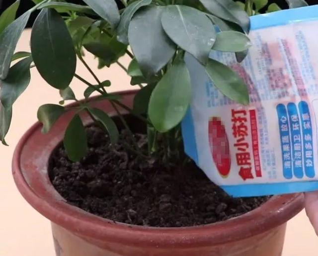 能磨芝麻核桃破碎机