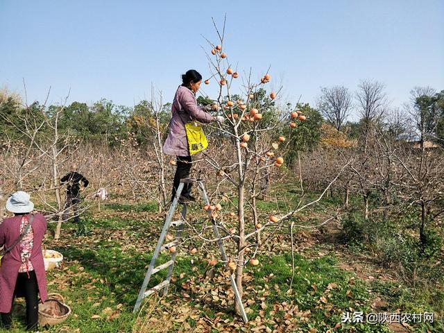 亮星展旗强堡垒党建工程