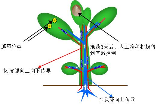 杀扑磷禁用、毒死蜱抗性大，蚧壳虫有蜡质层难打？可试试螺虫乙酯6