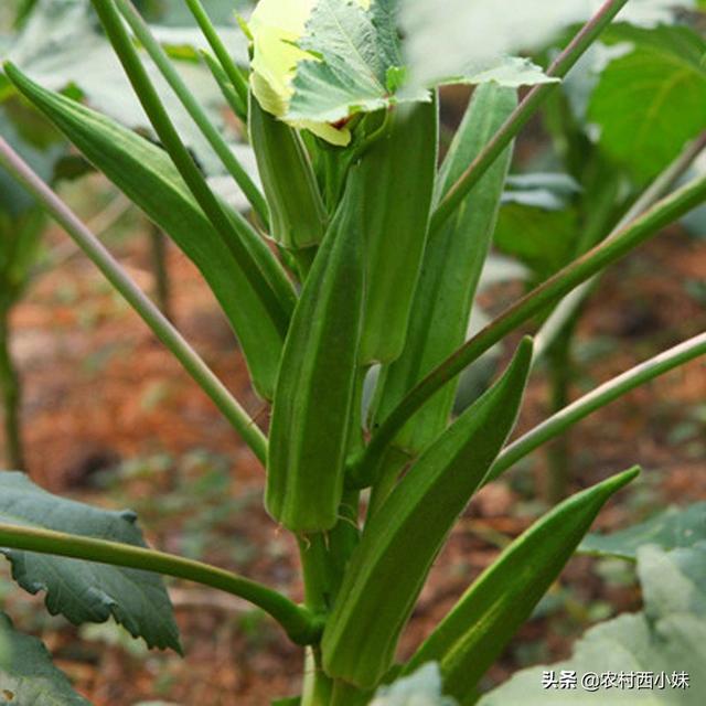黄秋葵种植间距(黄秋葵种植技术及产量)