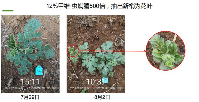 甲维·虫螨腈真“高效”！不仅杀虫还“杀苗”！西瓜用了可能绝收5