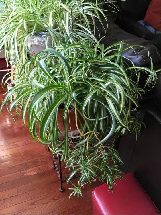 能磨芝麻核桃破碎机