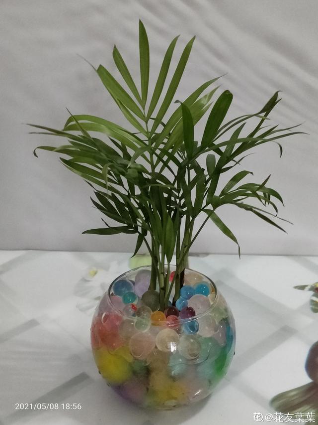 植物图片及名称大全（80种常见植物图解）(70)