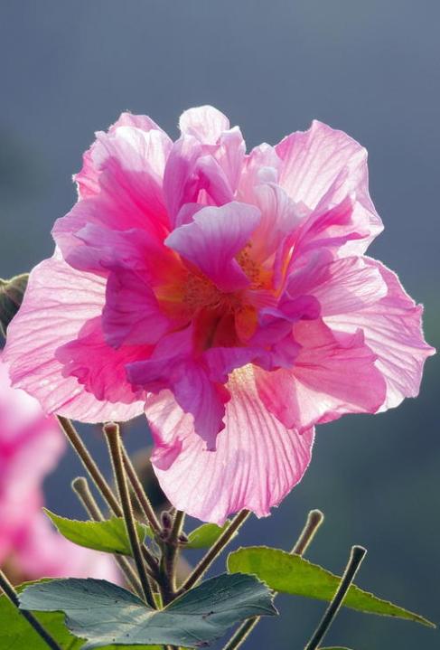 芙蓉花有几种