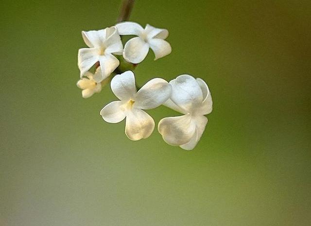 落花有意流水无情的意思