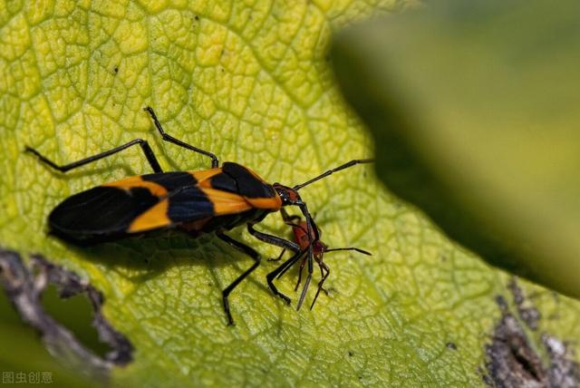 中国十大毒虫(十大最恐怖的虫子) 资讯 第5张