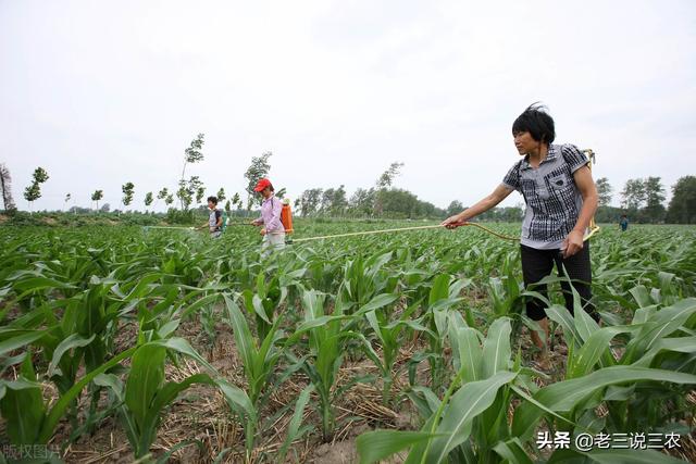 除草剂怎么用？什么时间用？记住这个简单办法，亩收1000斤不发愁5