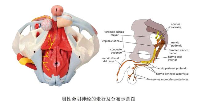 性爱球怎么用