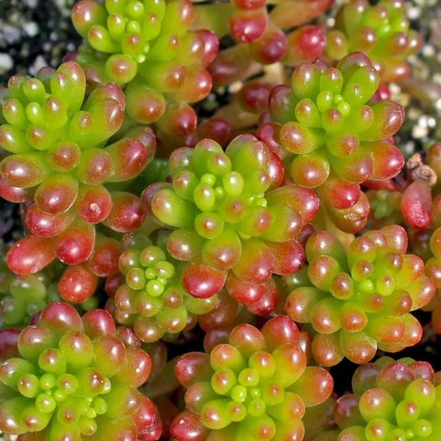 虹之玉 虹之玉（虹之玉花语） 生活