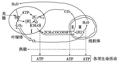 呼吸作用（呼吸作用和光合作用的区别和联系）