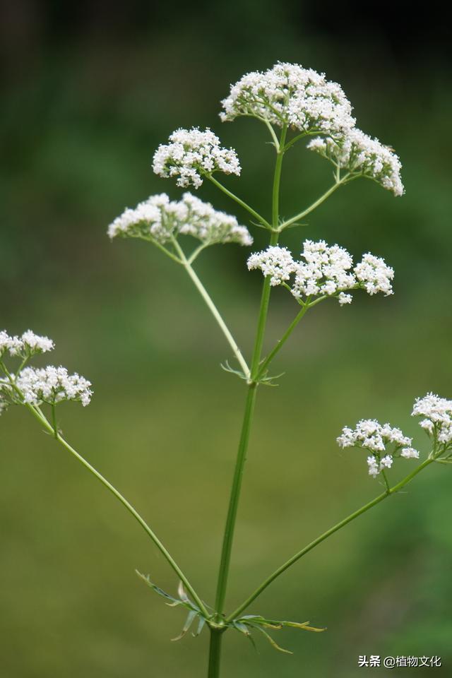 缬草