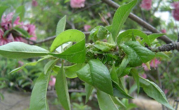 解决桃树蚜虫问题，掌握以下几点药到虫除1