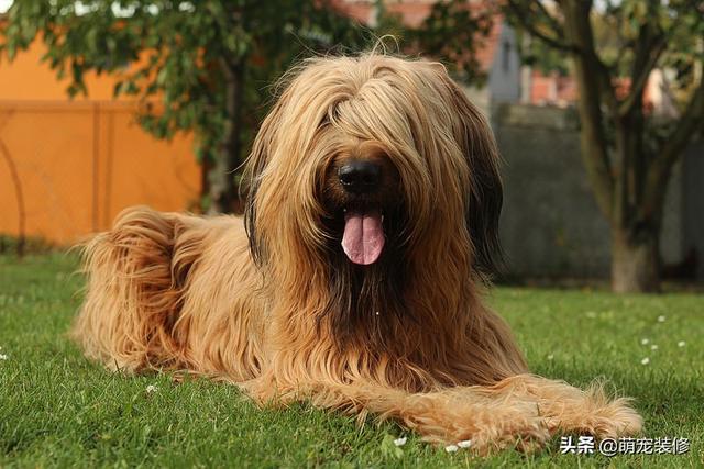 长须牧羊犬 长须牧羊犬（古代长须牧羊犬） 动物