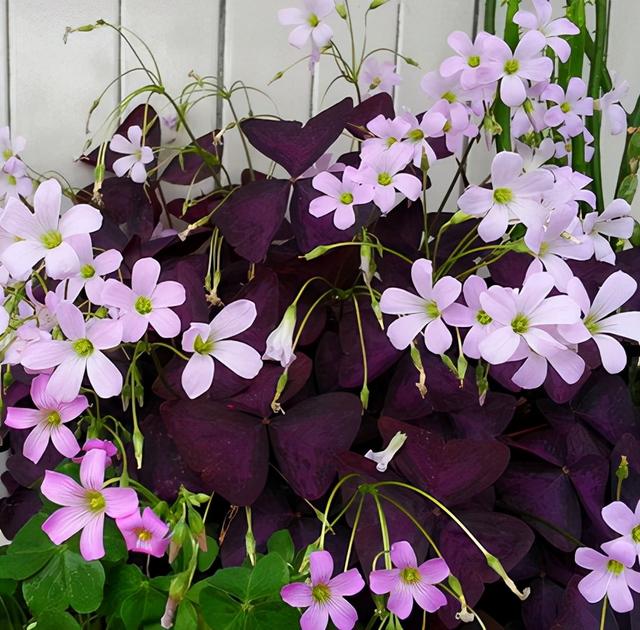 花卉种类