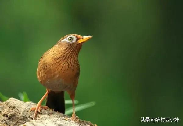 画眉鸟的尾巴,翅膀,胆毛等部位,差不多都是一致的,选择尾巴喜欢挑选