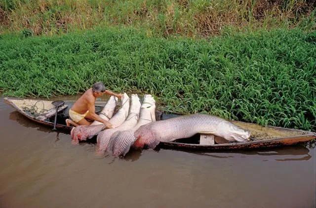 食人鲳