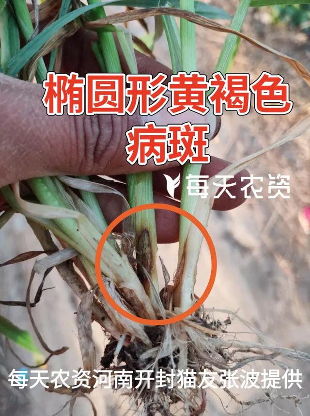 哭！近期麦苗大片大片发黄，怎么补救？5大原因必看7